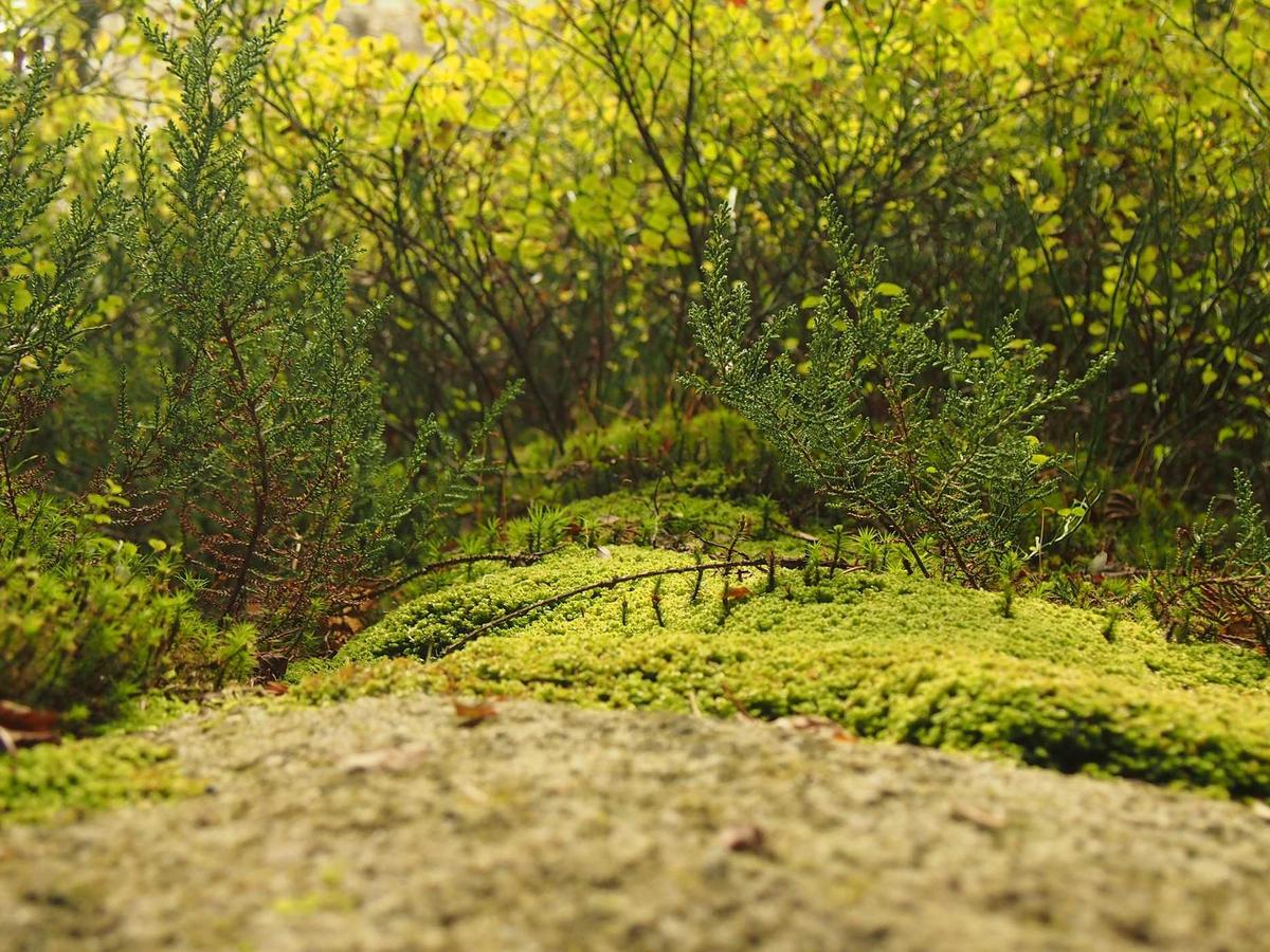 Emergency Electrical Repair