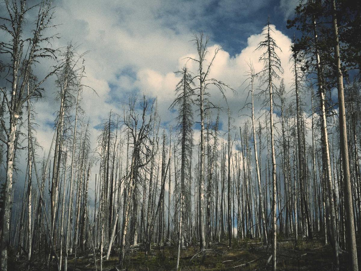 Electrical Wiring and Rewiring